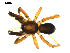  ( - BIOUG00616-G04)  @12 [ ] CC-0  G. Blagoev 2010 Unspecified