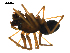  ( - BIOUG00616-G11)  @13 [ ] CC-0  G. Blagoev 2010 Unspecified