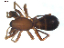  (Castianeira trilineata - BIOUG00617-A10)  @13 [ ] CC-0  G. Blagoev 2010 Unspecified