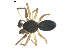  (Agyneta serrata - BIOUG00617-B11)  @13 [ ] CC-0  G. Blagoev 2010 Unspecified