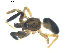  ( - BIOUG00617-D03)  @12 [ ] CC-0  G. Blagoev 2010 Unspecified