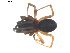  ( - BIOUG00617-G11)  @12 [ ] CC-0  G. Blagoev 2010 Unspecified