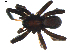  ( - BIOUG00618-D01)  @13 [ ] CC-0  G. Blagoev 2010 Unspecified