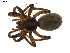  ( - BIOUG00618-G05)  @13 [ ] CC-0  G. Blagoev 2010 Unspecified