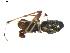  ( - BIOUG00618-H07)  @12 [ ] CC-0  G. Blagoev 2010 Unspecified
