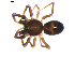  ( - BIOUG00619-A02)  @12 [ ] CC-0  G. Blagoev 2010 Unspecified
