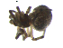  ( - BIOUG00619-B10)  @12 [ ] CC-0  G. Blagoev 2010 Unspecified