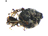  ( - BIOUG00619-C06)  @12 [ ] CC-0  G. Blagoev 2010 Unspecified