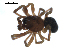  (Robertus eremophilus - BIOUG00619-E03)  @12 [ ] CC-0  G. Blagoev 2010 Unspecified