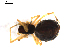  ( - BIOUG00621-D03)  @12 [ ] CC-0  G. Blagoev 2010 Unspecified