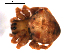  ( - BIOUG00621-D09)  @12 [ ] CC-0  G. Blagoev 2010 Unspecified
