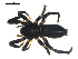  (Zelotes pseustes - BIOUG00621-H11)  @13 [ ] CC-0  G. Blagoev 2010 Unspecified