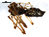 ( - BIOUG00625-B11)  @12 [ ] CC-0  G. Blagoev 2010 Unspecified