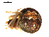  ( - BIOUG00625-D03)  @12 [ ] CC-0  G. Blagoev 2010 Unspecified