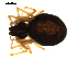  ( - BIOUG00625-D05)  @13 [ ] CC-0  G. Blagoev 2010 Unspecified