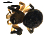  ( - BIOUG00625-D10)  @13 [ ] CC-0  G. Blagoev 2010 Unspecified