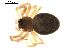  (Grammonota sp. 1GAB - BIOUG00626-C11)  @12 [ ] CC-0  G. Blagoev 2010 Unspecified