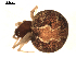  ( - BIOUG00626-E05)  @12 [ ] CC-0  G. Blagoev 2010 Unspecified