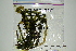  ( - Microphytes-01)  @11 [ ] CreativeCommons - Attribution (2012) CBG Photography Group Centre for Biodiversity Genomics