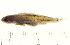 ( - BIOUG03283-B08)  @13 [ ] CreativeCommons - Attribution (2012) CBG Photography Group Centre for Biodiversity Genomics