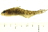  ( - BIOUG03283-B12)  @11 [ ] CreativeCommons - Attribution (2012) CBG Photography Group Centre for Biodiversity Genomics