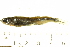  (Notropis rubellus - BIOUG03283-C03)  @13 [ ] CreativeCommons - Attribution (2012) CBG Photography Group Centre for Biodiversity Genomics