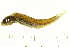  (Notropis stramineus - BIOUG03283-C04)  @13 [ ] CreativeCommons - Attribution (2012) CBG Photography Group Centre for Biodiversity Genomics
