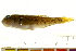  ( - BIOUG03283-C07)  @13 [ ] CreativeCommons - Attribution (2012) CBG Photography Group Centre for Biodiversity Genomics