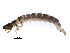  ( - BIOUG26609-G12)  @13 [ ] CreativeCommons - Attribution (2015) CBG Photography Group Centre for Biodiversity Genomics
