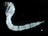 ( - BIOUG43980-D01)  @12 [ ] CreativeCommons - Attribution (2018) CBG Photography Group Centre for Biodiversity Genomics