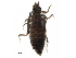 ( - BIOUG43980-E01)  @11 [ ] CreativeCommons - Attribution (2018) CBG Photography Group Centre for Biodiversity Genomics