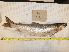  ( - BIOUG03282-D02)  @11 [ ] CreativeCommons - Attribution (2012) CBG Photography Group Centre for Biodiversity Genomics