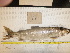  ( - BIOUG03282-D03)  @11 [ ] CreativeCommons - Attribution (2012) CBG Photography Group Centre for Biodiversity Genomics