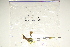  ( - Macrophyte-11)  @11 [ ] CreativeCommons - Attribution (2012) CBG Photography Group Centre for Biodiversity Genomics