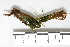  ( - Macrophyte-11)  @11 [ ] CreativeCommons - Attribution (2012) CBG Photography Group Centre for Biodiversity Genomics