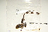  ( - Macrophyte-12)  @11 [ ] CreativeCommons - Attribution (2012) CBG Photography Group Centre for Biodiversity Genomics