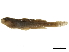  ( - CCDB-30639-D12)  @11 [ ] CreativeCommons - Attribution (2018) CBG Photography Group Centre for Biodiversity Genomics