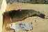  ( - BIOUG03282-E04)  @11 [ ] CreativeCommons - Attribution (2012) CBG Photography Group Centre for Biodiversity Genomics