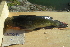  ( - BIOUG03282-E08)  @11 [ ] CreativeCommons - Attribution (2012) CBG Photography Group Centre for Biodiversity Genomics