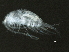  (Skistodiaptomus - BIOUG02456-G09)  @14 [ ] CreativeCommons - Attribution (2012) CBG Photography Group Centre for Biodiversity Genomics
