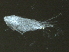  ( - BIOUG02456-G11)  @12 [ ] CreativeCommons - Attribution (2012) CBG Photography Group Centre for Biodiversity Genomics