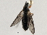  ( - Sturgeon_Bay_March_Fly)  @12 [ ] CreativeCommons - Attribution (2012) CBG Photography Group Centre for Biodiversity Genomics