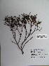  ( - BCRU-CBG-VRA 00388)  @11 [ ] Copyright (2016) Romina Vidal Russell Universidad Nacional del Comahue