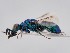  (Euchroeus purpuratus - PRC_00020)  @11 [ ] nrr (2022) Unspecified Paolo Rosa
