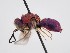  (Euchroeus doursi - PRC_00022)  @11 [ ] nrr (2022) Unspecified Paolo Rosa
