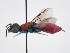  (Chrysura simulacra - PRC_00028)  @11 [ ] nrr (2022) Unspecified Paolo Rosa