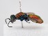  (Chrysura pseudodichroa - PRC_00030)  @11 [ ] nrr (2022) Unspecified Paolo Rosa