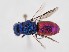 (Chrysis mediata zadensis - PRC_00038)  @11 [ ] nrr (2022) Unspecified Paolo Rosa