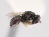  (Spintharina cupriminuta - PRC_00065)  @11 [ ] nrr (2022) Unspecified Paolo Rosa