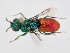  (Chrysura varicornis - PRC_00072)  @11 [ ] nrr (2022) Unspecified Paolo Rosa